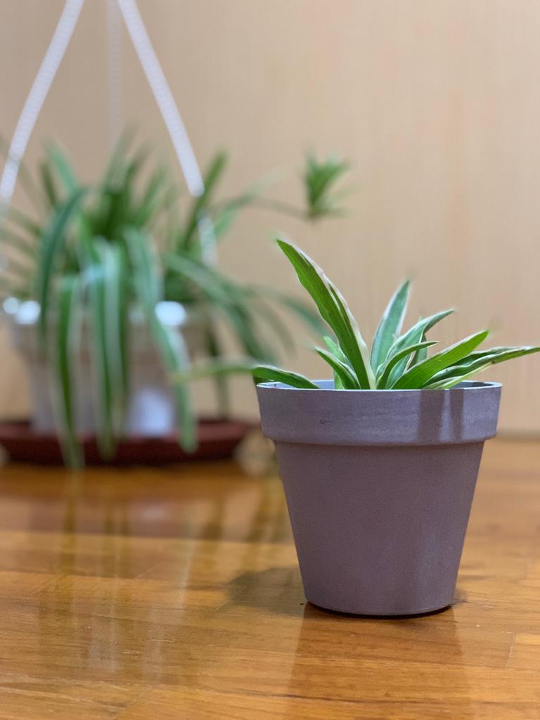 An offspring of the spider plant in the background, which concurrently holds a few other stolons